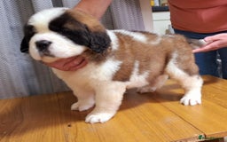 Saint Bernard dogs for sale: KC reg Saint Bernard puppies READY NOW - Image 10