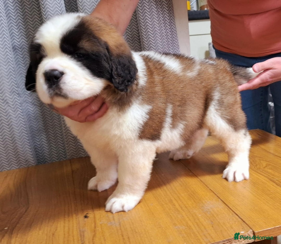 Saint Bernard dogs for sale: KC reg Saint Bernard puppies READY NOW - Image 10