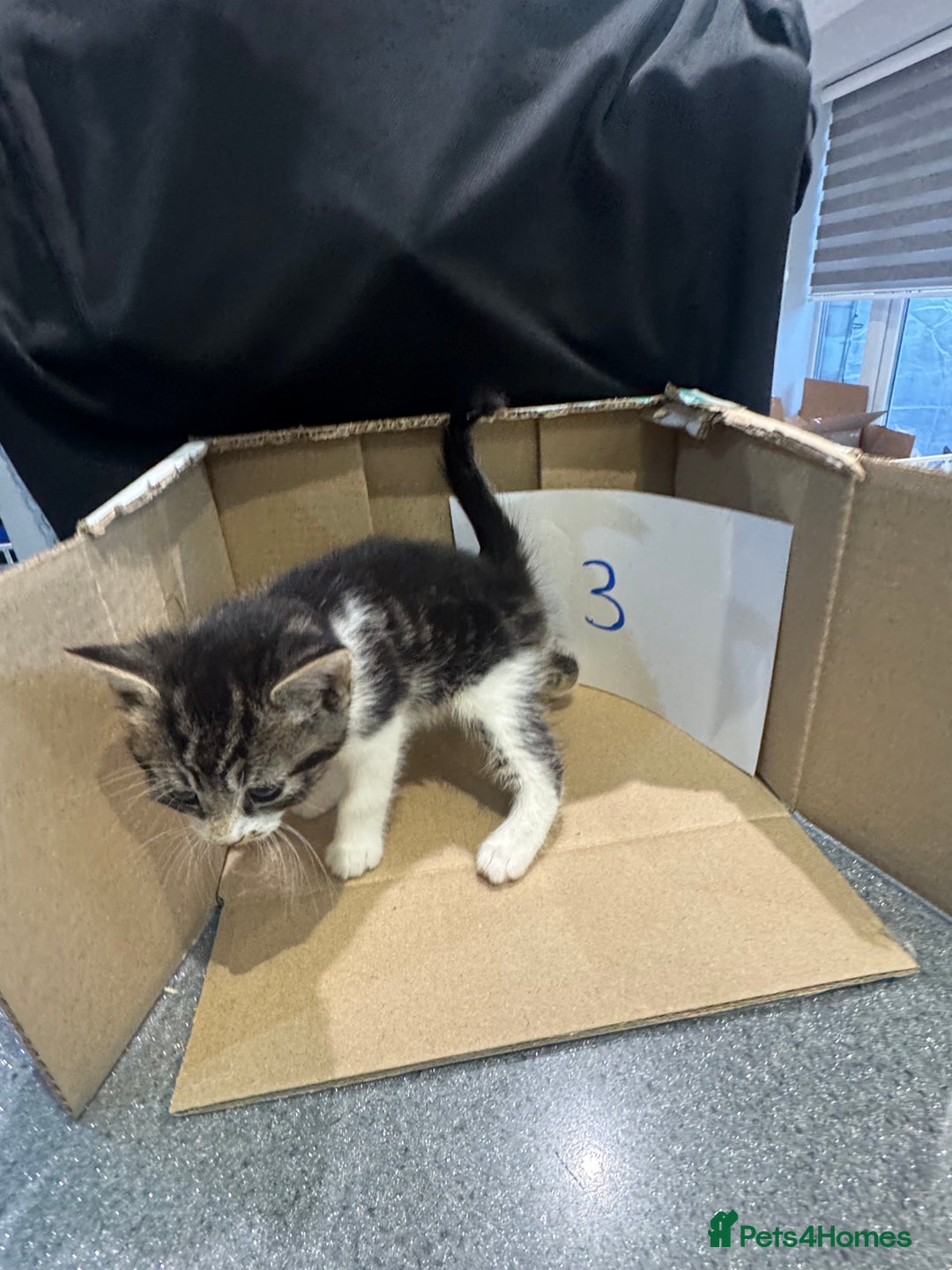 Mixed Breed cats for sale: British shorthair mix kittens  - Advert 5