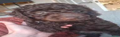 Miniature Poodle Puppy 1