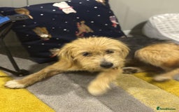 Yorkshire Terrier dogs for adoption: Sweet Daisy looking for LOVE  - Image 18