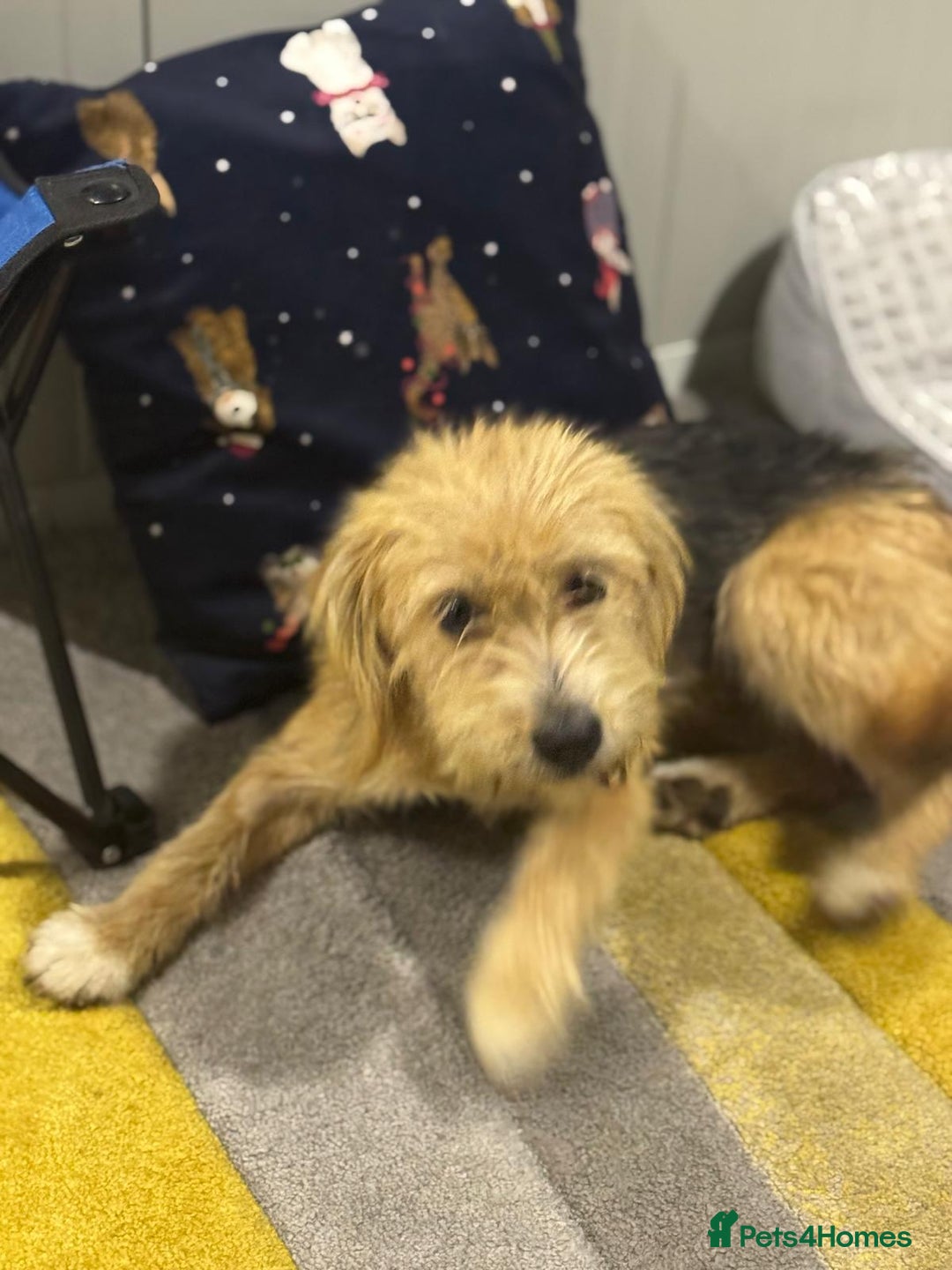 Yorkshire Terrier dogs for adoption: Sweet Daisy looking for LOVE  - Image 18