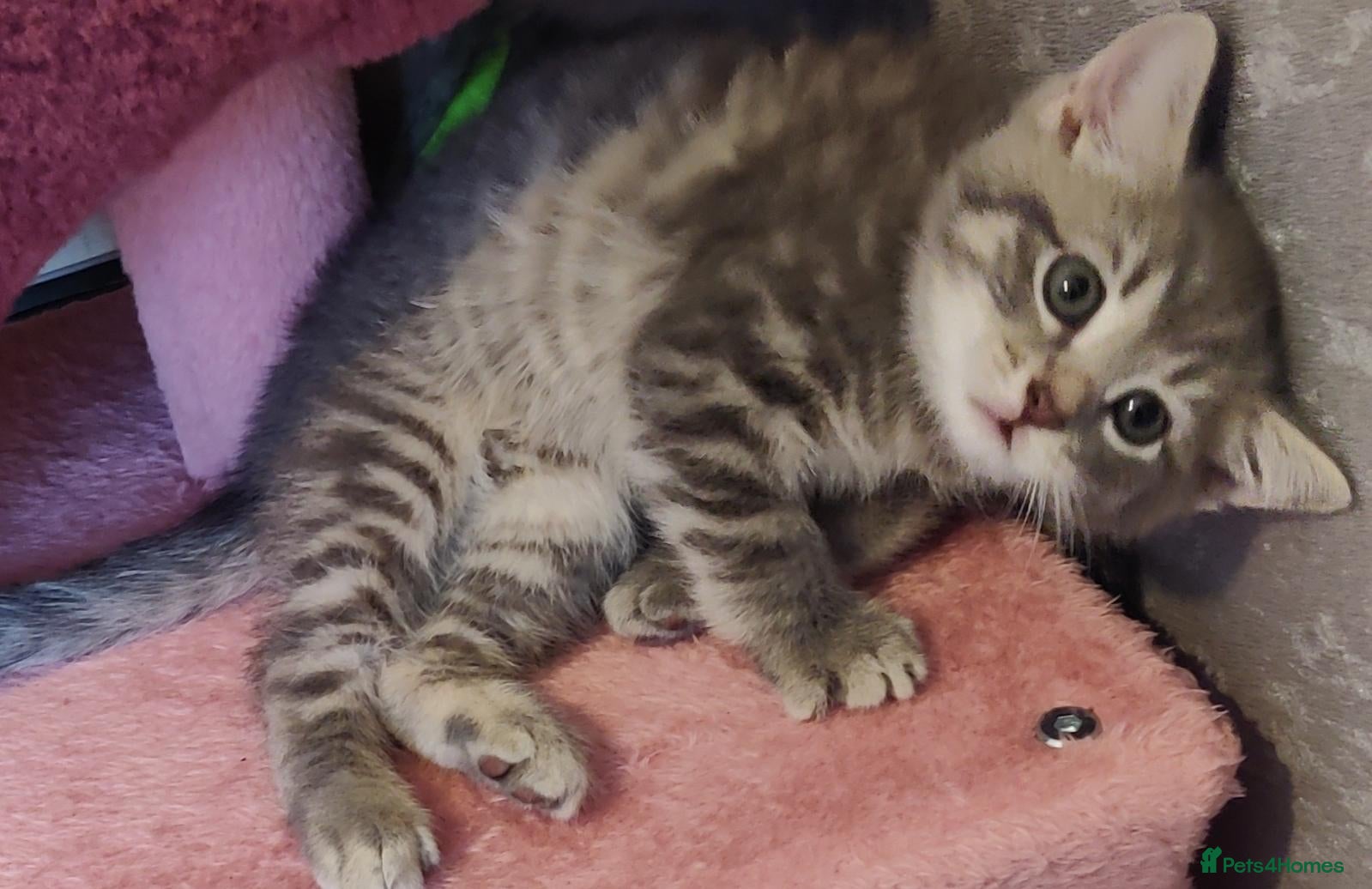 Mixed Breed cats Beautiful Kitten female 8 weeks  - Advert 3
