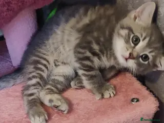 Mixed Breed cats Beautiful Kitten female 8 weeks - Advert 3