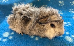 Guinea Pig rodents for sale: Stunning baby Abyssinian boar  - Image 2