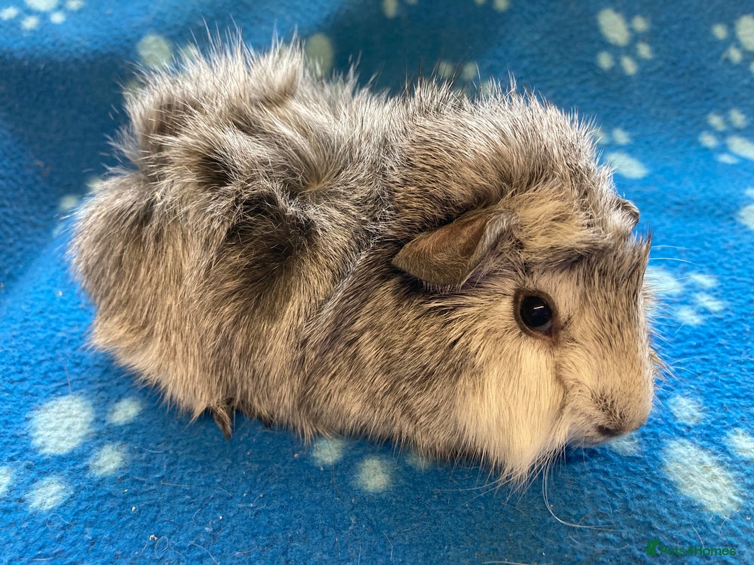 Guinea Pig rodents for sale: Stunning baby Abyssinian boar  - Image 2