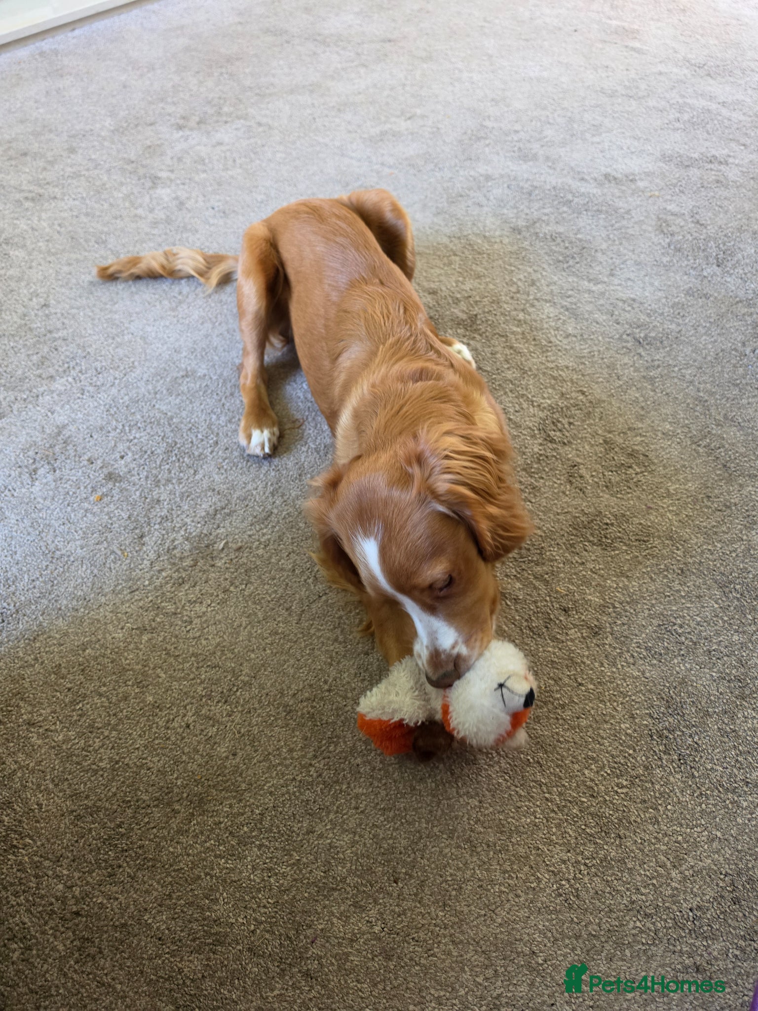 Mixed Breed dogs Maisie - Advert 8