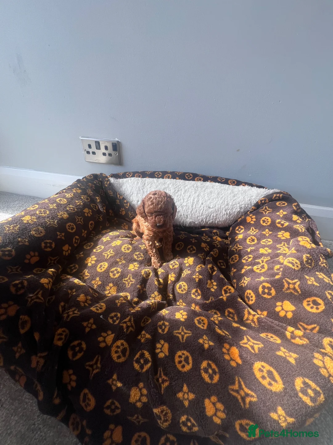 Cockapoo dogs for sale: 3 females and 2 males - Advert 8