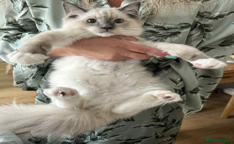 Ragdoll cats in Nelson - Advert 2