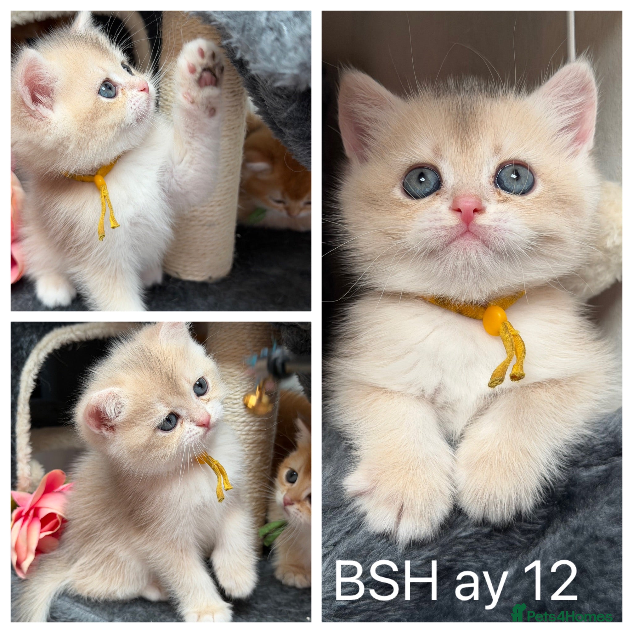British Shorthair cats British shorthair blue golden kittens GCy - Advert 1