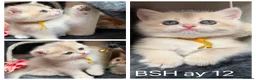 British Shorthair cats for sale: British shorthair blue golden kittens GCy - Advert 3