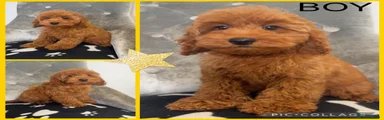 Cockapoo 2