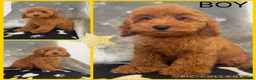 Cockapoo dogs for sale: Health clear F1B cockapoos - Advert 4
