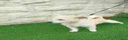 Mixed Breed dogs for sale: Westie X terrier  - Advert 2