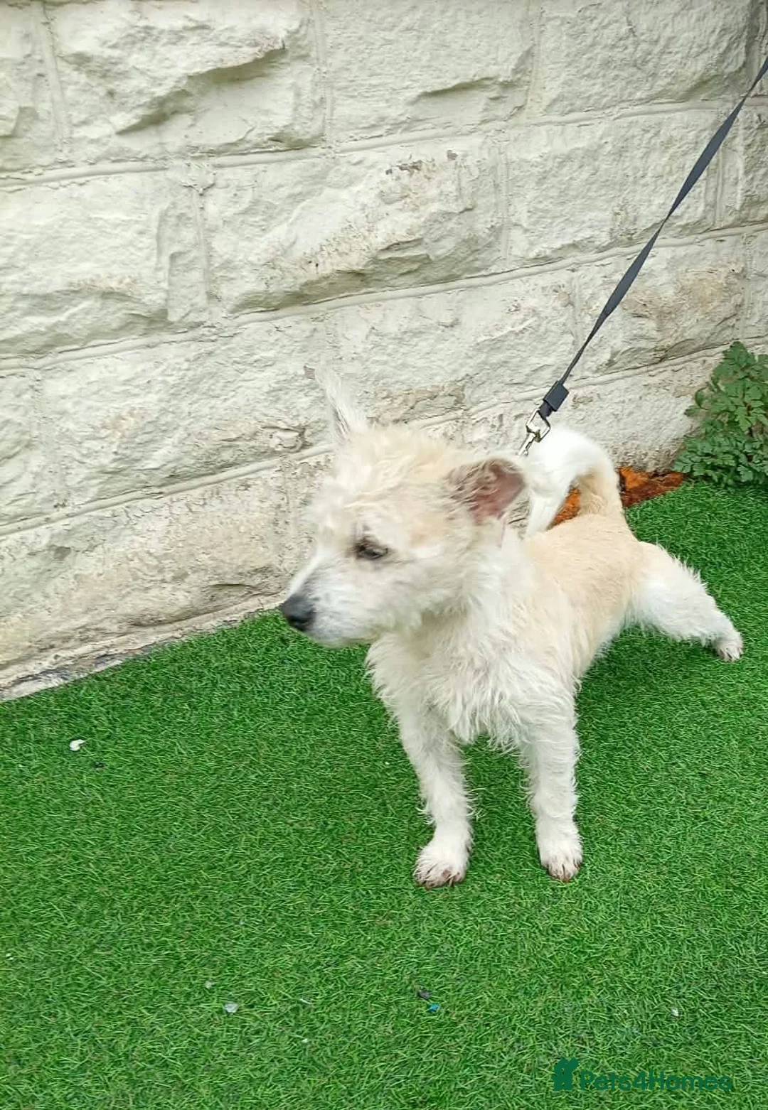 Mixed Breed dogs for sale: Westie X terrier  - Advert 2