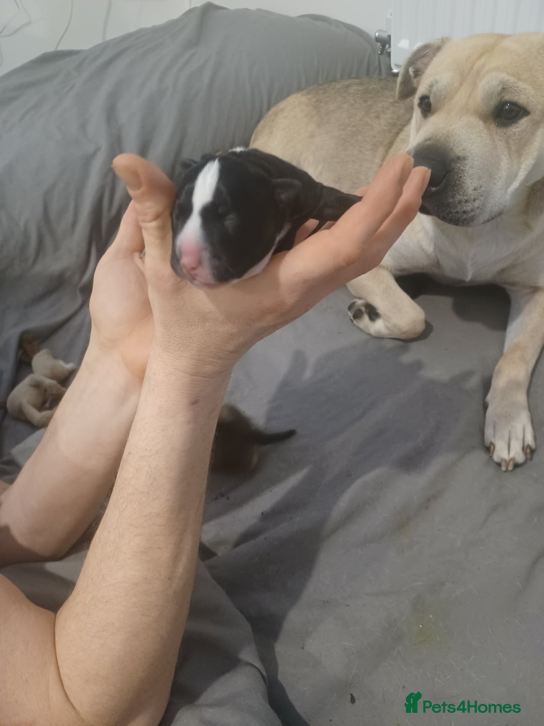 Mixed Breed dogs for sale: Bear coat Shar pei x Staffordshire pups - Advert 2