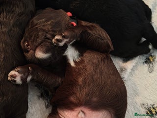 Mixed Breed dogs ✨Health Tested Australian Labradoodles✨ - Advert 1