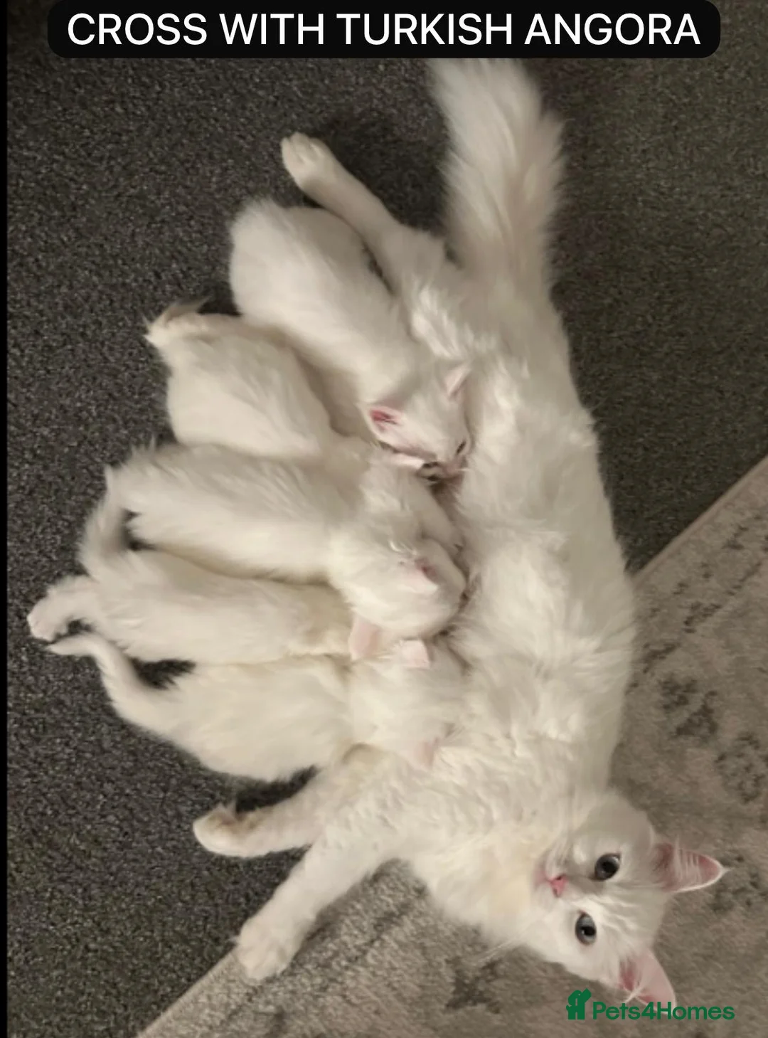 British Shorthair cats for stud: Pedigree White British Shorthair - Colourpoint BSH - Advert 6