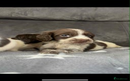 Cocker Spaniel dogs for sale: Cocker Spaniel Puppy’s  - Image 20