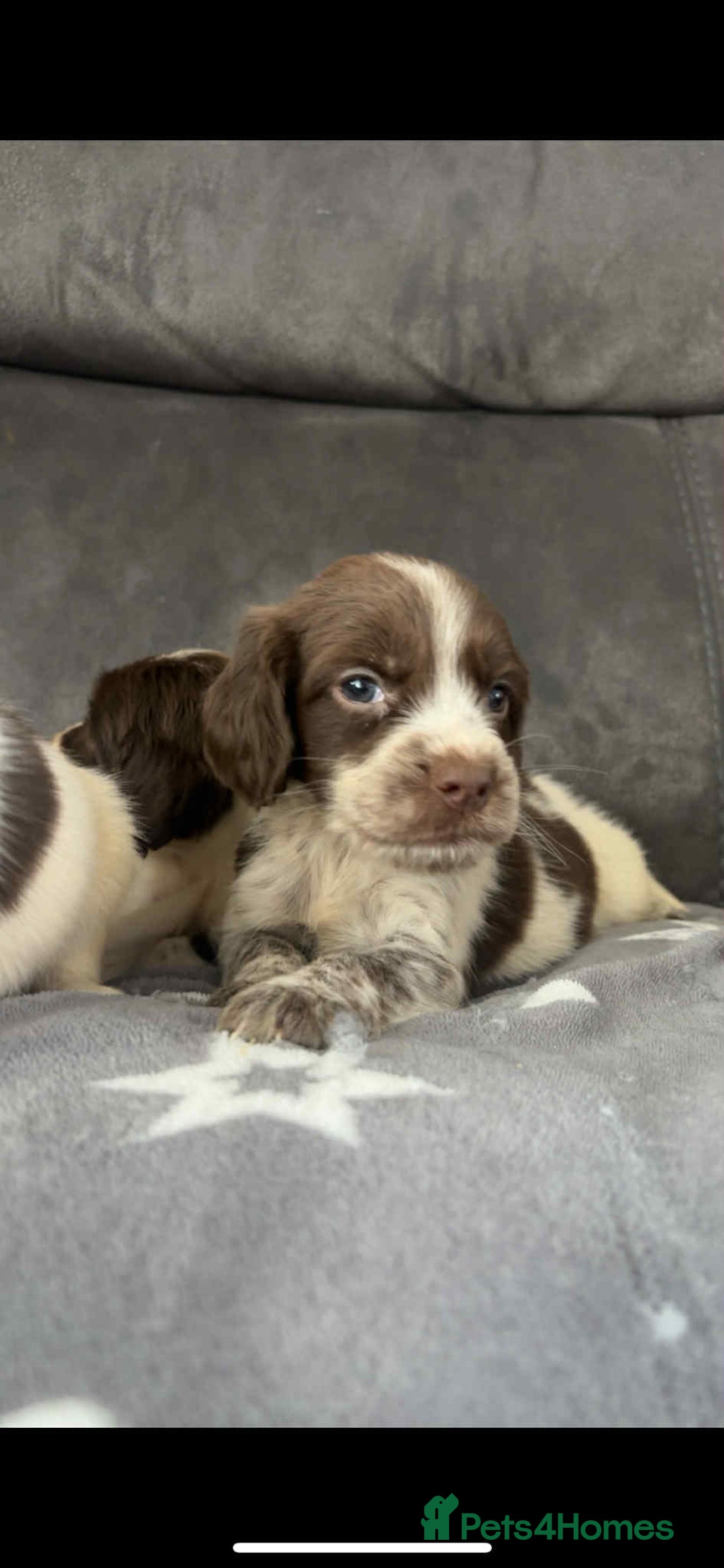 Cocker Spaniel dogs for sale: Cocker Spaniel Puppy’s  - Image 20