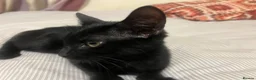 Domestic Shorthair cats for sale: Kitten for sale  in Manchester - Advert 4