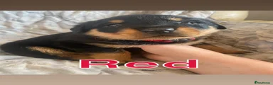 Red collar