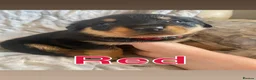 Rottweiler dogs for sale: Big chunky litter of 9 puppies - Advert 11