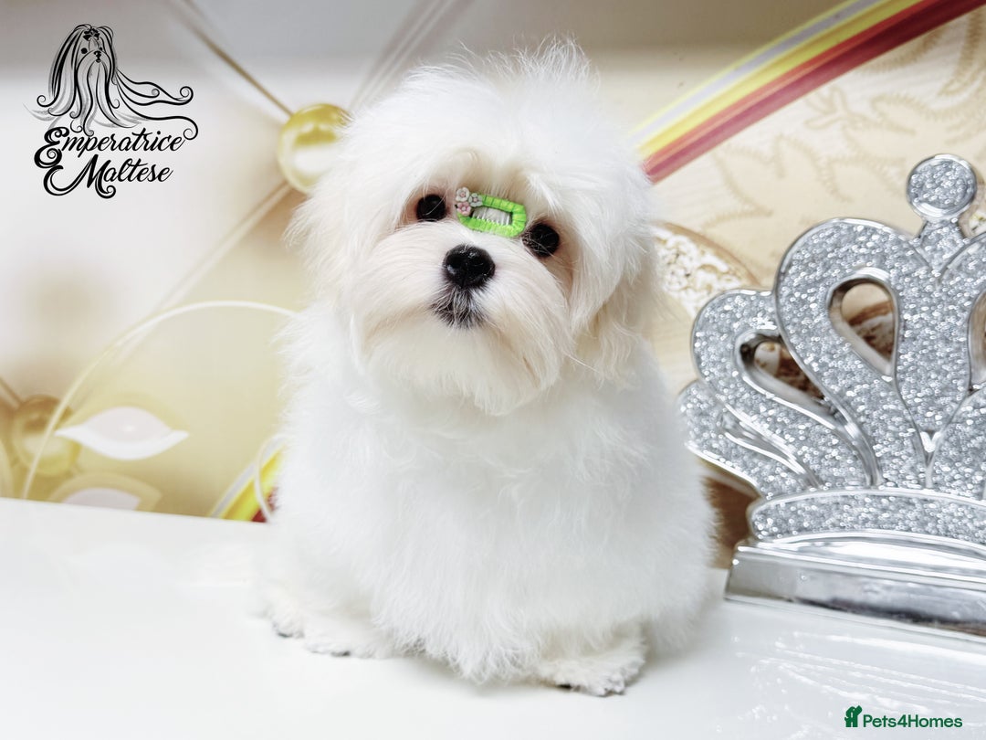 Maltese dogs for sale: Emperatrice Maltese-Korean Line Show Maltese KC Re - Advert 27
