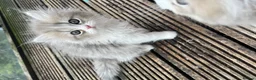 Persian cats for sale: Fluffy Adorable Persian Kittens–Ready to Go Now - Advert 7