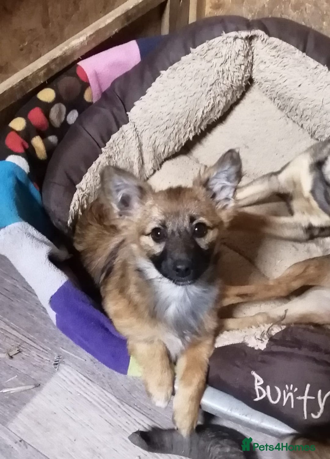 Mixed Breed dogs for adoption: 💙🐶 FUNTIK 🐶💙 - Advert 2