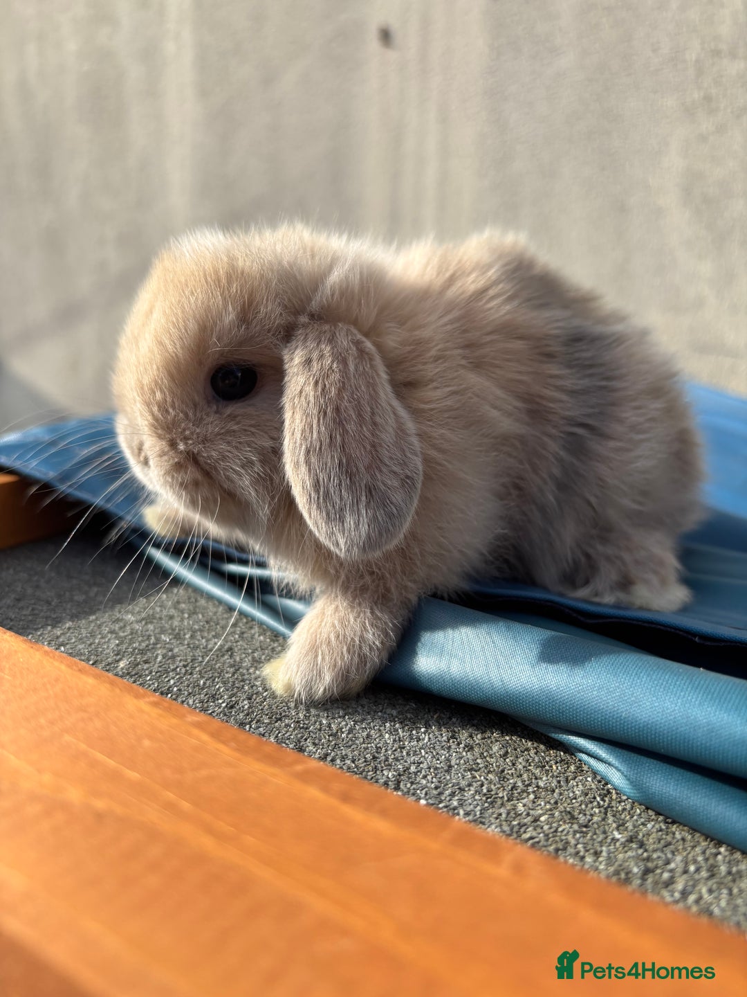 Mini Lop rabbits for sale: Purebred Minilops Available To Reserve - Image 4