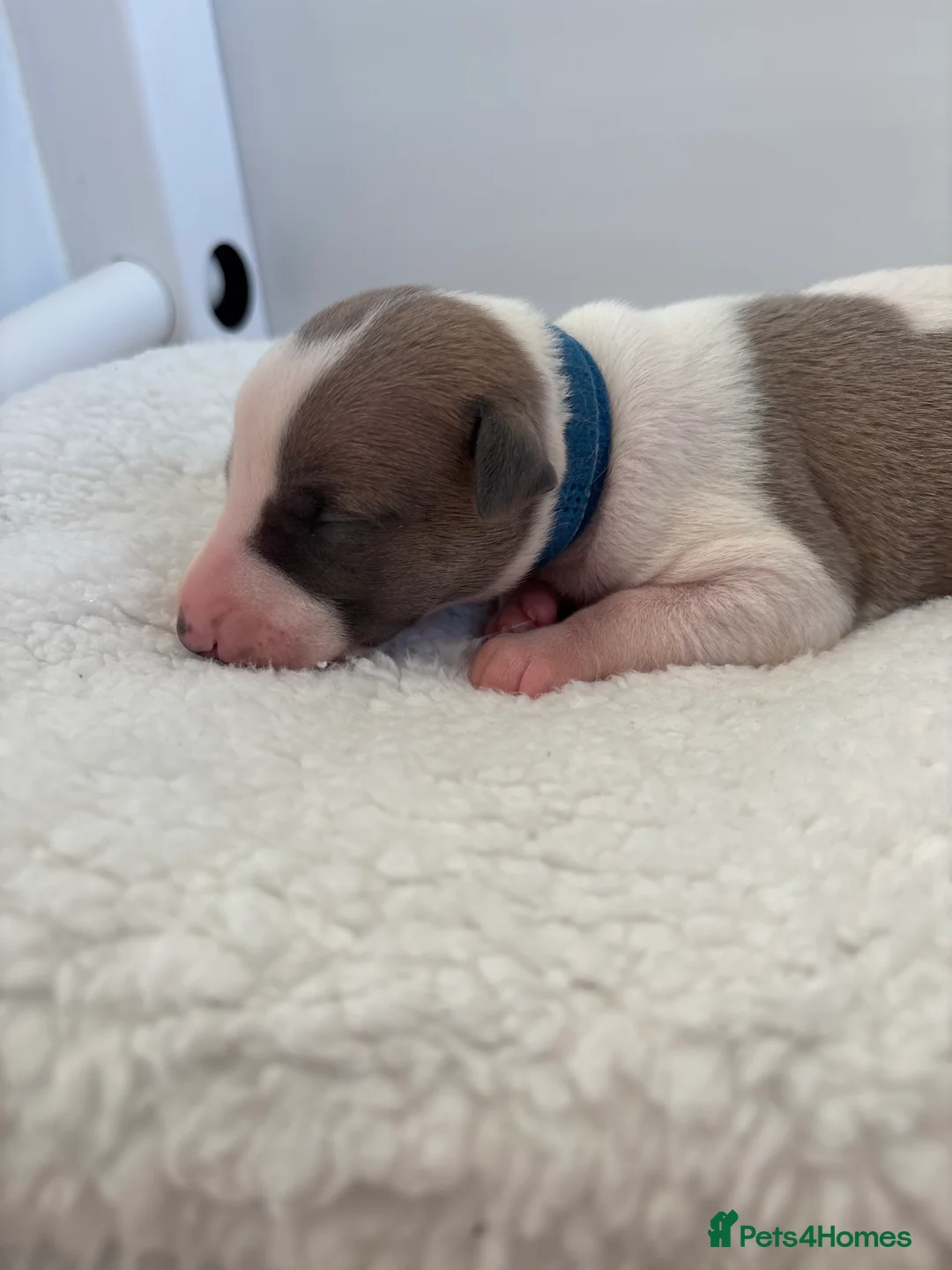 Whippet dogs for sale: 🌟 quality KC whippet pups 🌟 - Advert 9