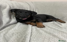 Belgian Shepherd Dog dogs for sale: 6 adorable Belgian malinois puppy's for sale  - Image 2