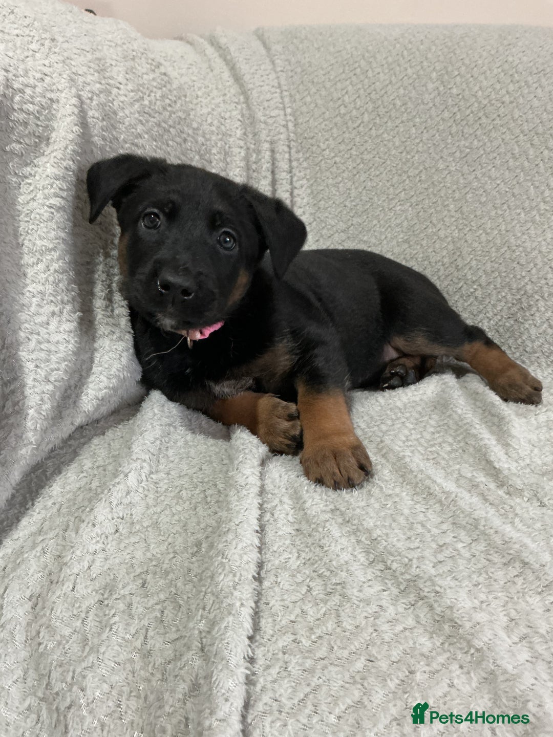 Belgian Shepherd Dog dogs for sale: 6 adorable Belgian malinois puppy's for sale  - Image 2