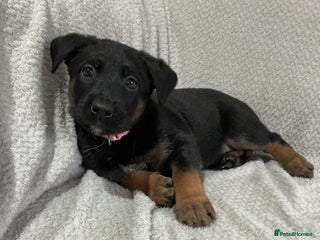 Belgian Shepherd Dog dogs - Advert 2