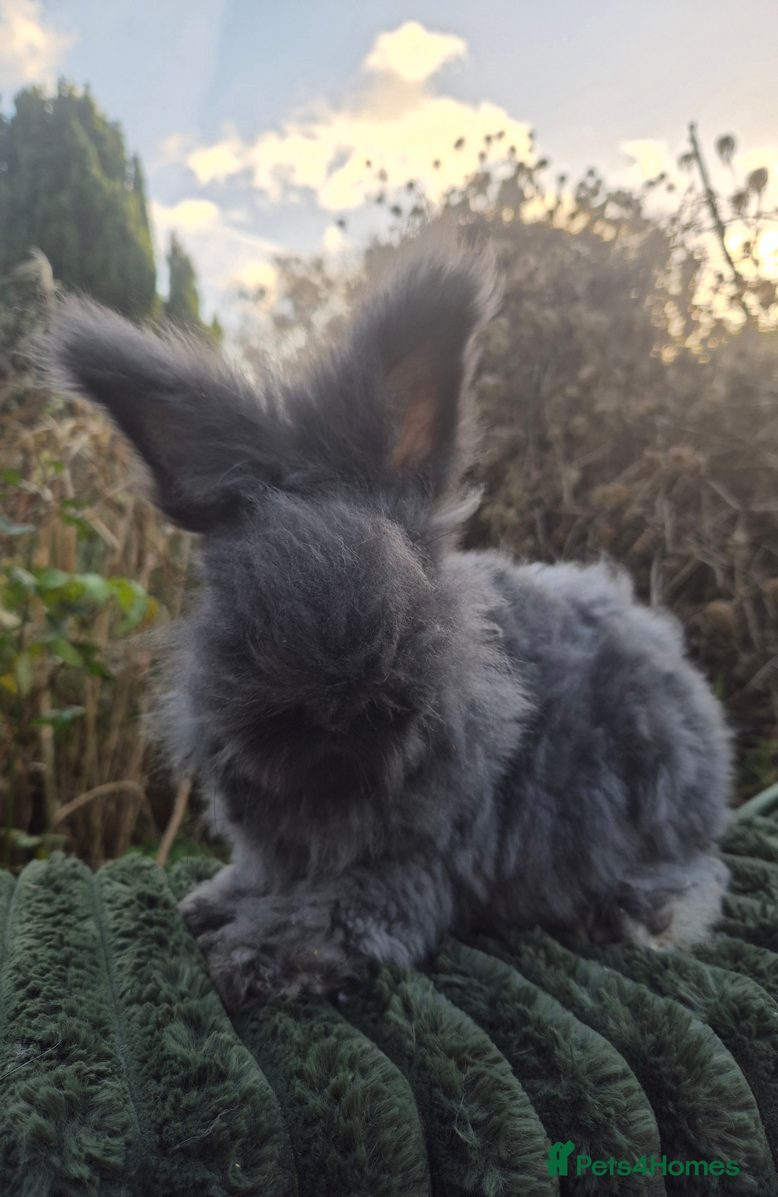 Angora rabbits 🖤 READY NOW- FULL FACED BLACK ANGORA BUNNIES 🖤 - Advert 7