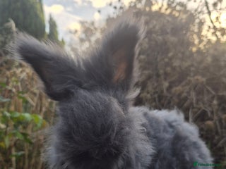 Angora rabbits 🖤 READY NOW- FULL FACED BLACK ANGORA BUNNIES 🖤 - Advert 3