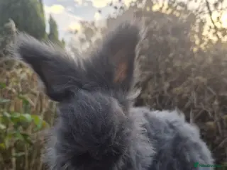 Angora rabbits 🖤 BOYS READY NOW- FULL FACED ANGORA 🖤 - Advert 9
