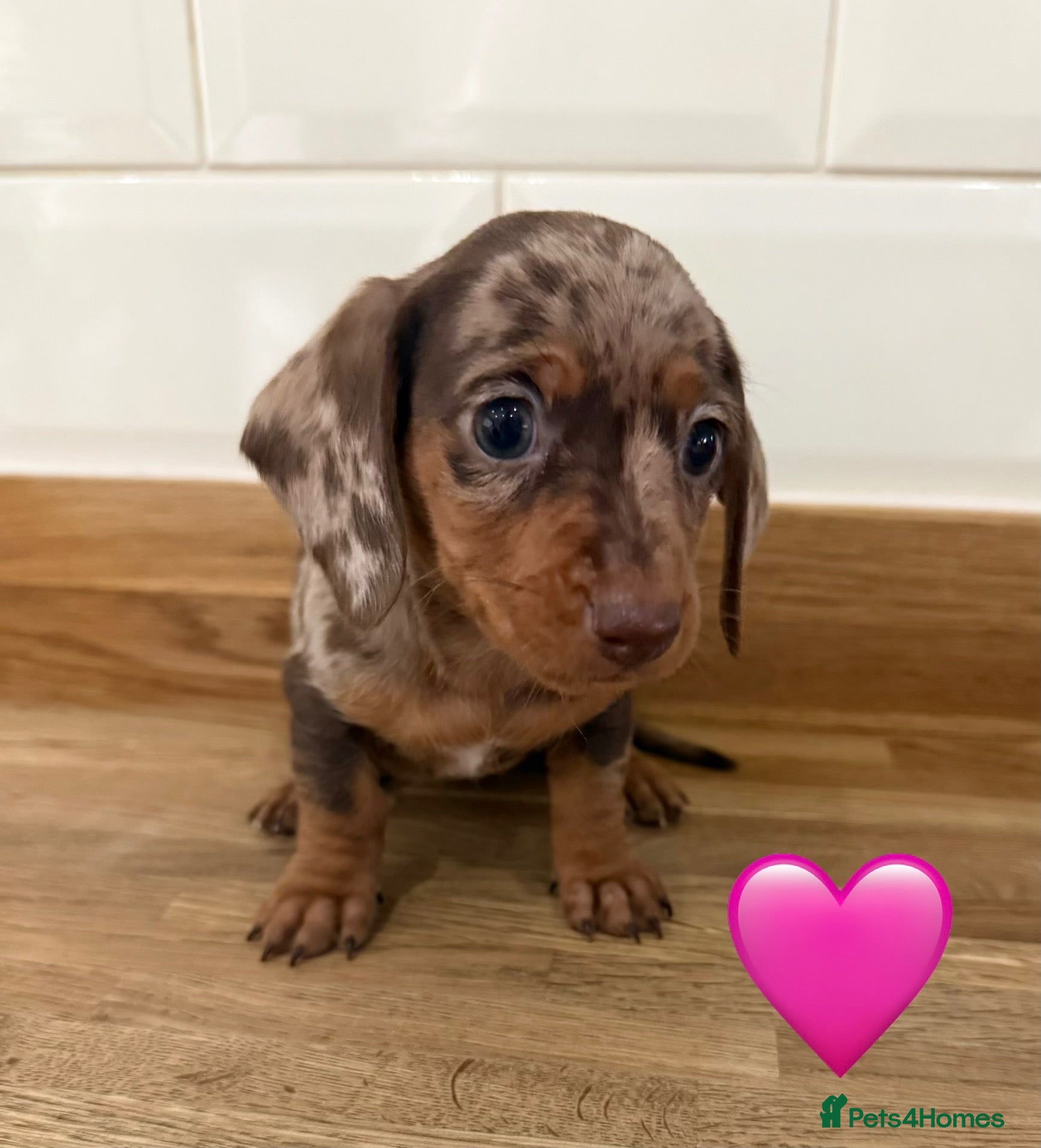 Miniature Dachshund dogs Beautiful Dapples 5 Star Licensed 5 Star reviews  - Advert 1