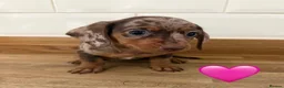 Miniature Dachshund dogs for sale: Beautiful Dapples 5 Star Licensed 5 Star reviews  - Advert 1