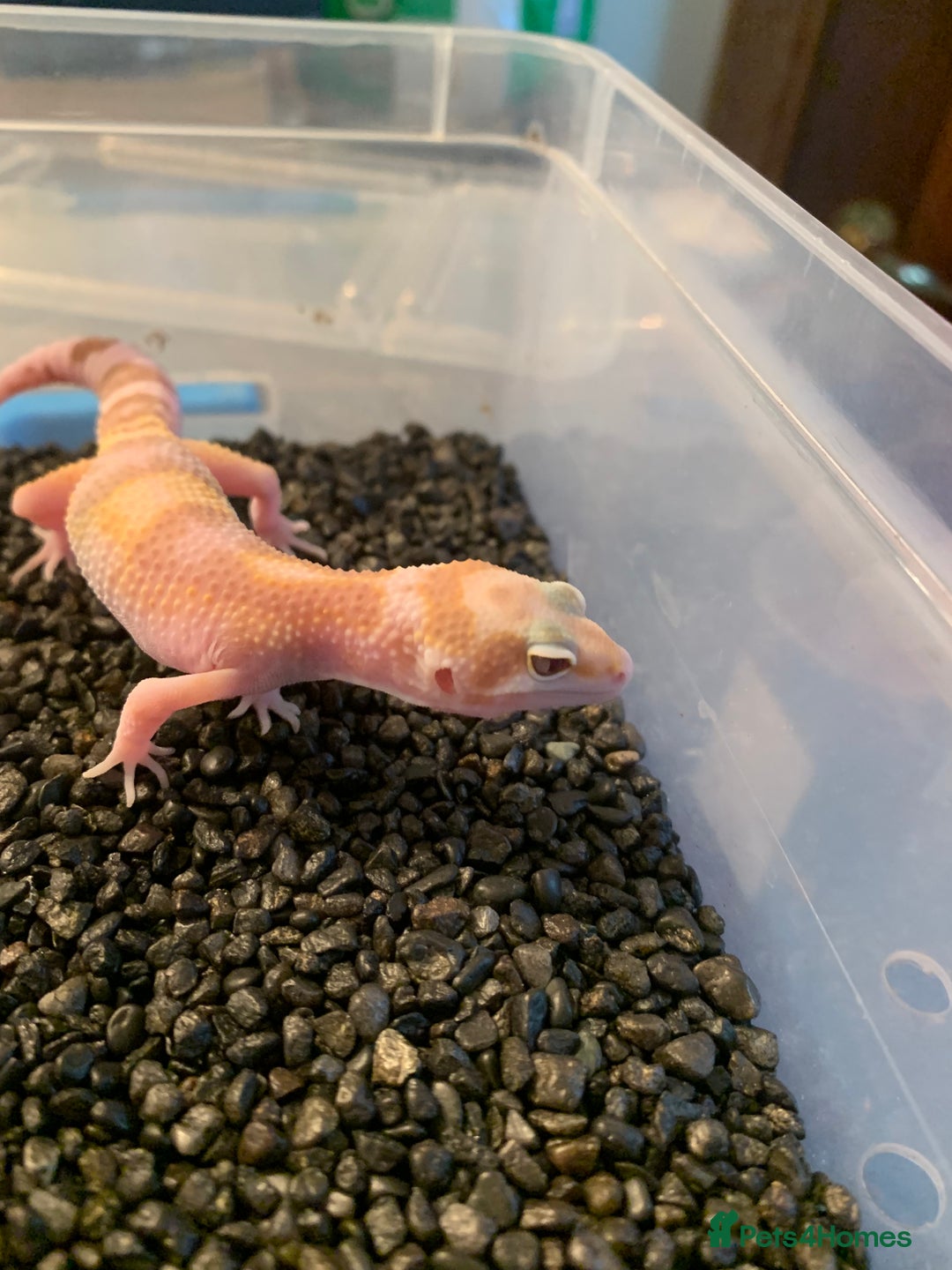 Leopard Gecko reptiles for sale: Baby leopard geckos cb25 - Advert 10