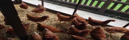 Hens poultry for sale: Point of lay fully vaccinated hybrid hens isa  - Advert 4