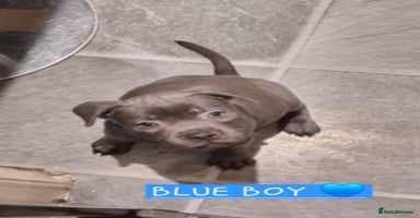 Staffordshire Bull Terrier dogs - Advert 5