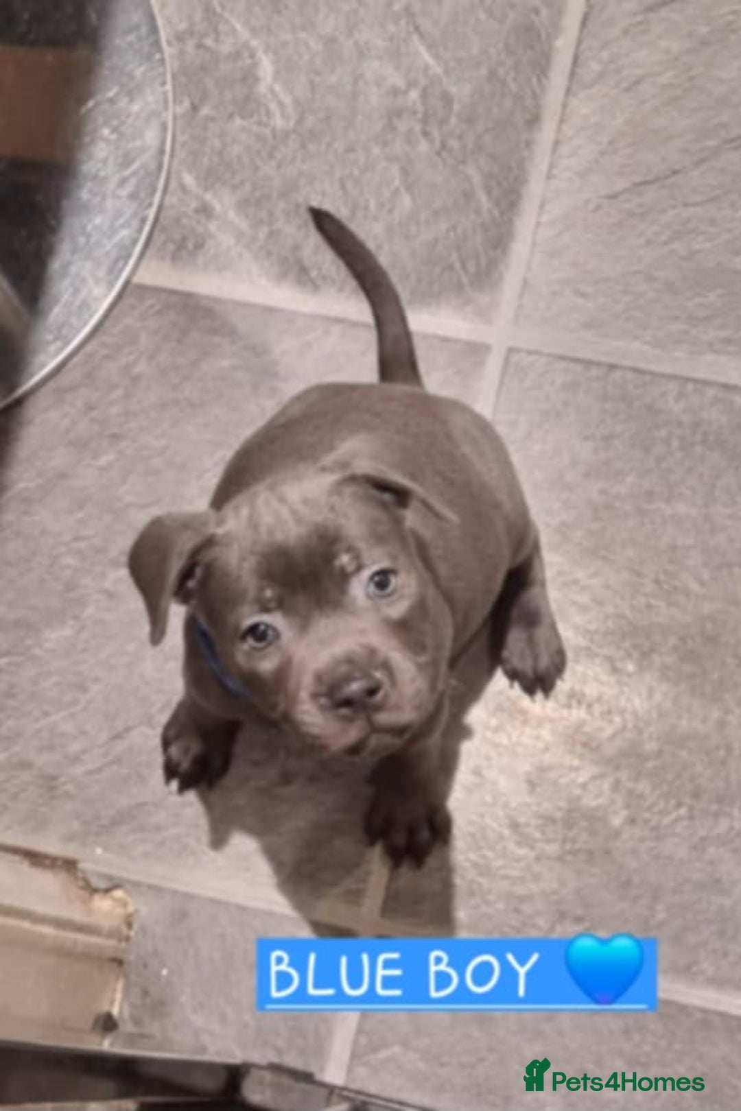 Staffordshire Bull Terrier dogs for sale: LAST ROYAL REGIMENT BOY KC REGISTERED  - Image 3