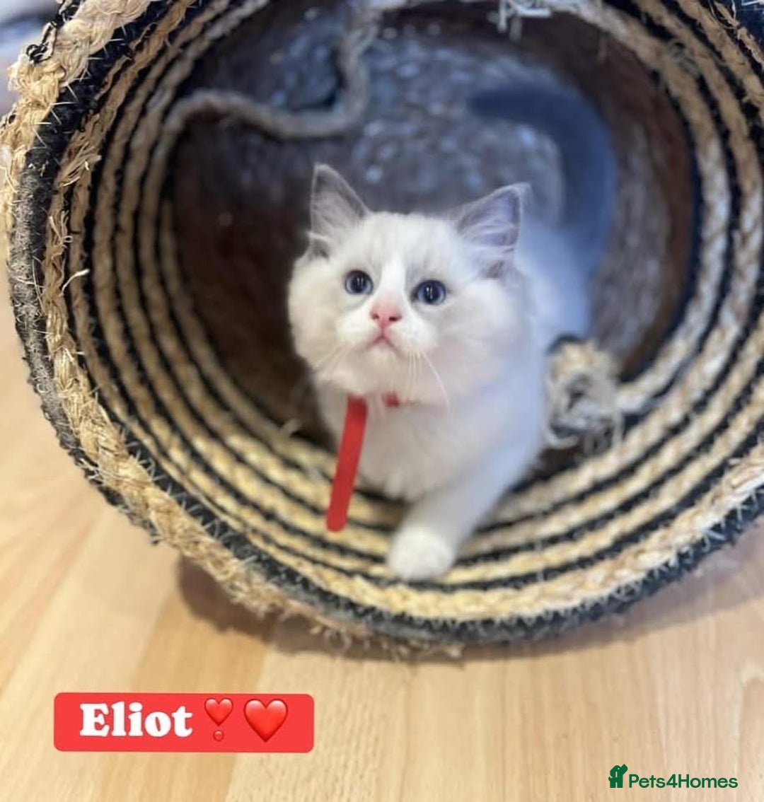 Ragdoll cats for sale: 💖Beautiful Ragdoll💖 Tica register  - Image 10