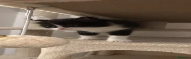 British Shorthair 6