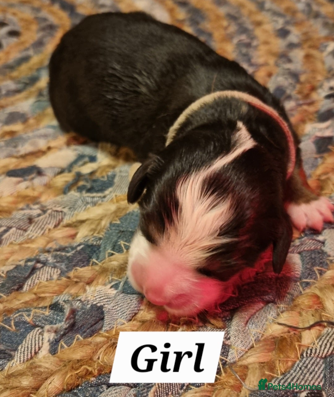 Bernese Mountain Dog dogs for sale: Bernese mountain dog for sale - Advert 2