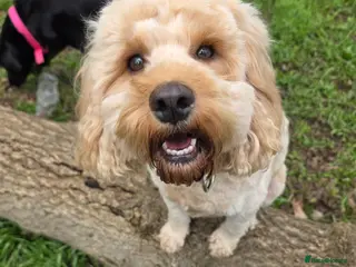 Cockapoo dogs F2 Cockapoo Puppies - Advert 1