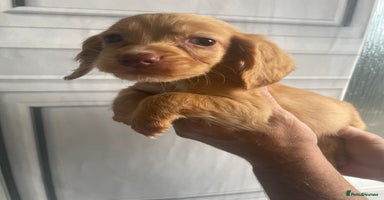 Cocker Spaniel dogs - Advert 1