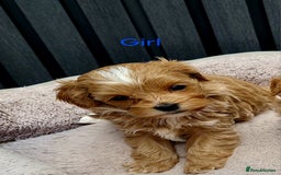 Maltipoo dogs for sale: Tiny Maltipoo Puppies for  sale - Image 14